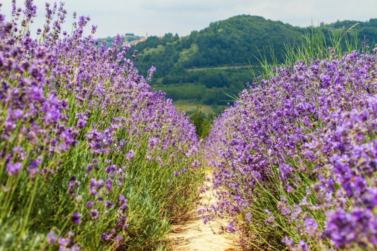 In un Mare di Lavanda: Escursione a Sale San Giovanni, la “Provenza Piemontese” In un Mare di Lavanda: Escursione a Sale San Giovanni, la “Provenza Piemontese” desktop picture