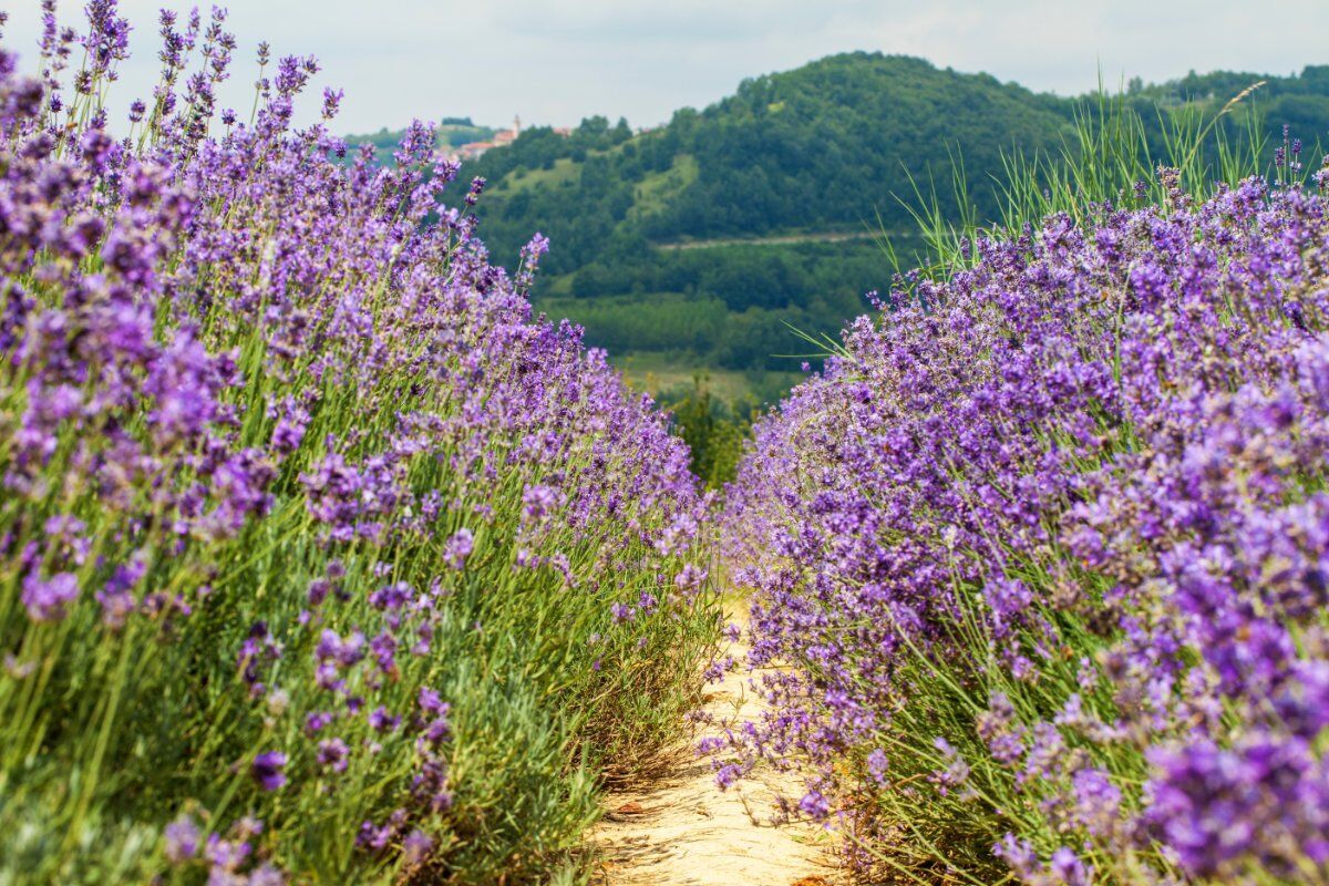 In un Mare di Lavanda: Escursione a Sale San Giovanni, la “Provenza Piemontese” desktop picture