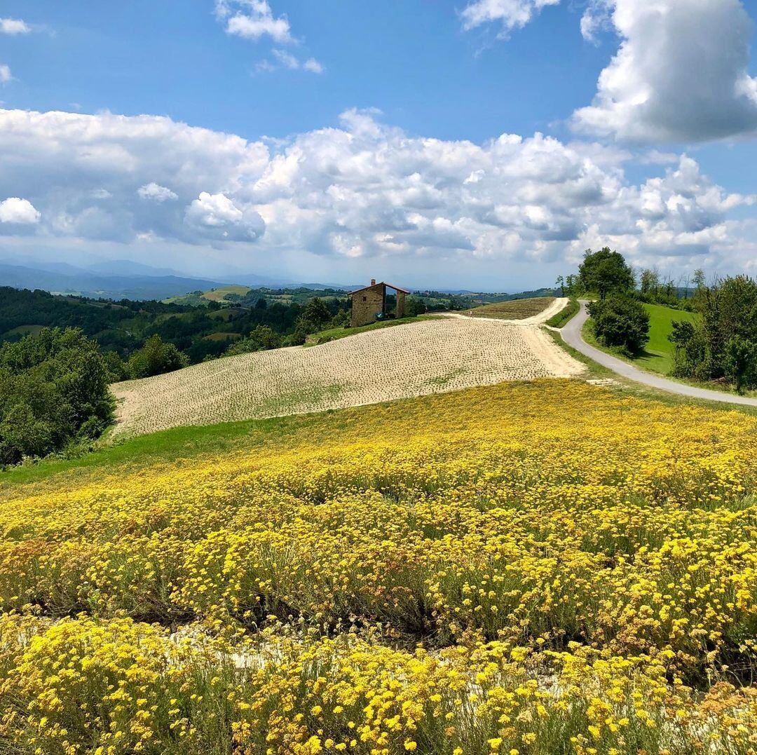 In un Mare di Lavanda: Escursione a Sale San Giovanni, la “Provenza Piemontese” desktop picture