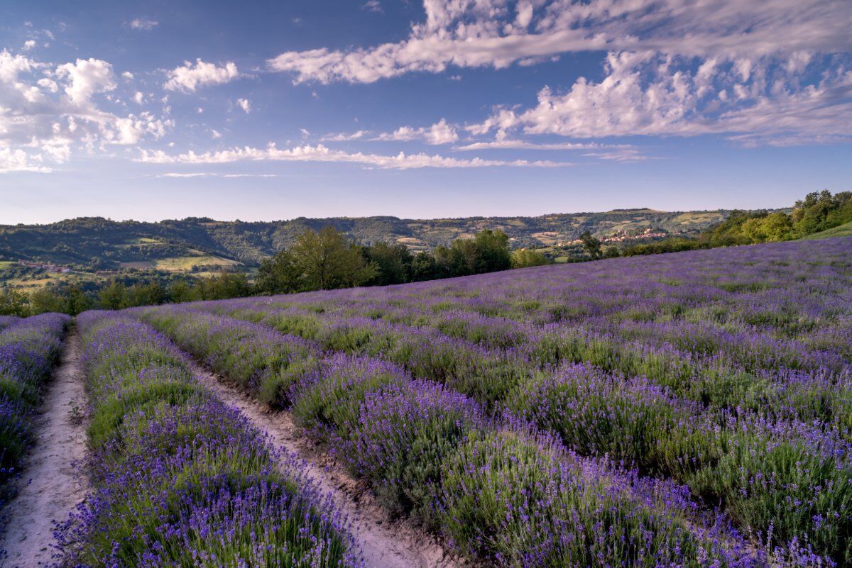 In un Mare di Lavanda: Escursione a Sale San Giovanni, la “Provenza Piemontese” desktop picture