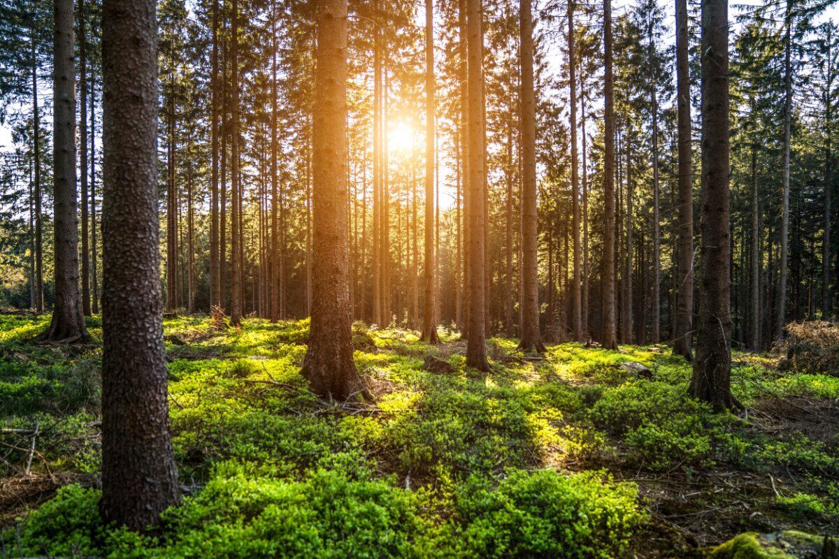 Immersi nella Natura, Lontani dal Digitale: Passeggiata con Degustazione desktop picture