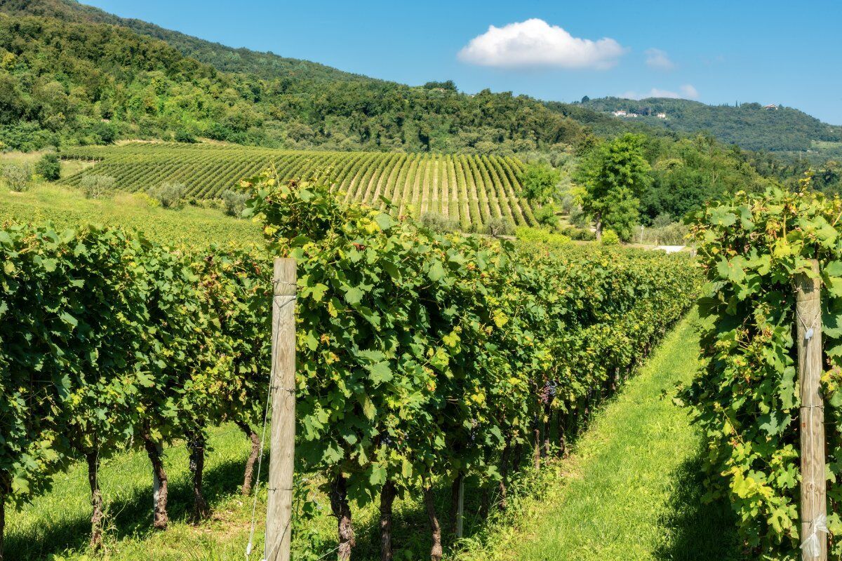 Fine settimana in Valpolicella: Kayak nelle Acque dell'Adige e Degustazione Vini desktop picture