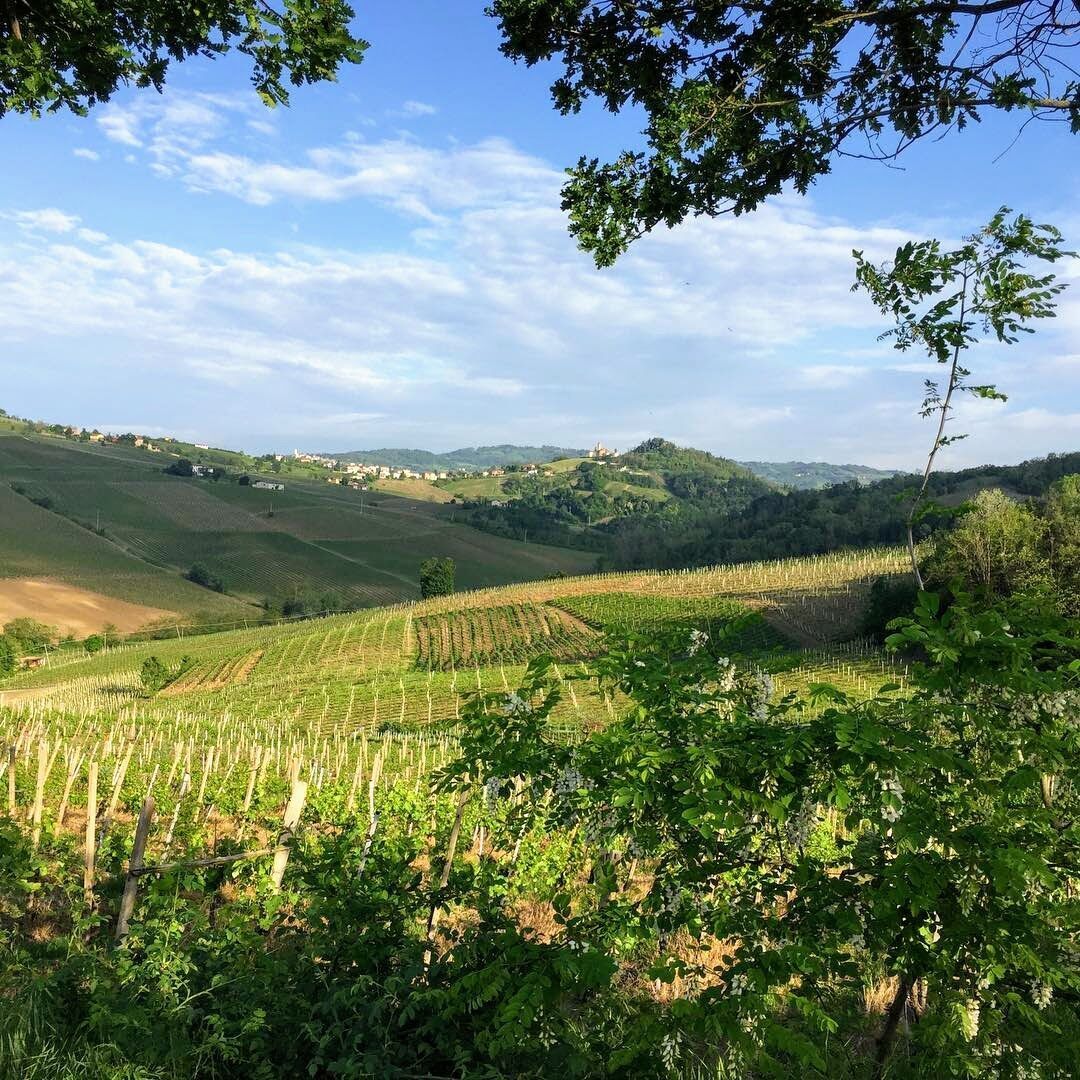 Slow Brunch tra vigneti e cantine Slow Brunch tra vigneti e cantine desktop picture