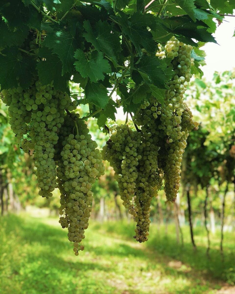 Cantina Tessari: Degustazione del Vino Veronese tra Tradizioni e Sapori (MATTINO) Cantina Tessari: Degustazione del Vino Veronese tra Tradizioni e Sapori (MATTINO) desktop picture