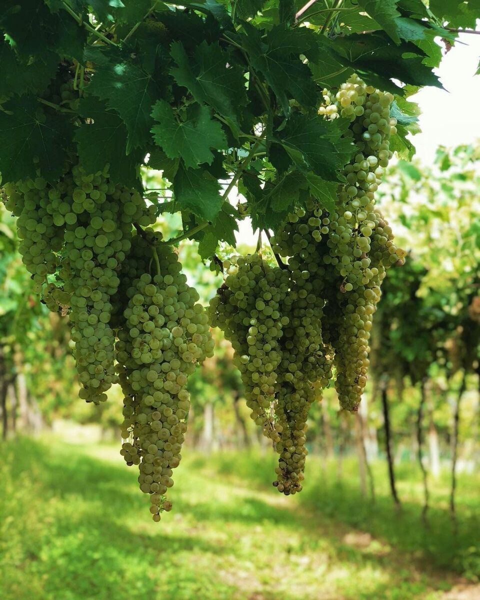 Cantina Tessari: Degustazione del Vino Veronese tra Tradizioni e Sapori (MATTINO) desktop picture