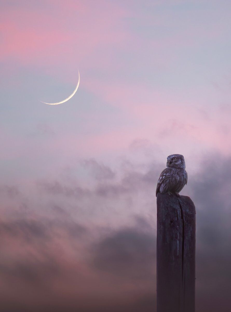 I Rapaci Notturni: come riconoscerli e vederli in natura (Online) I Rapaci Notturni: come riconoscerli e vederli in natura (Online) desktop picture