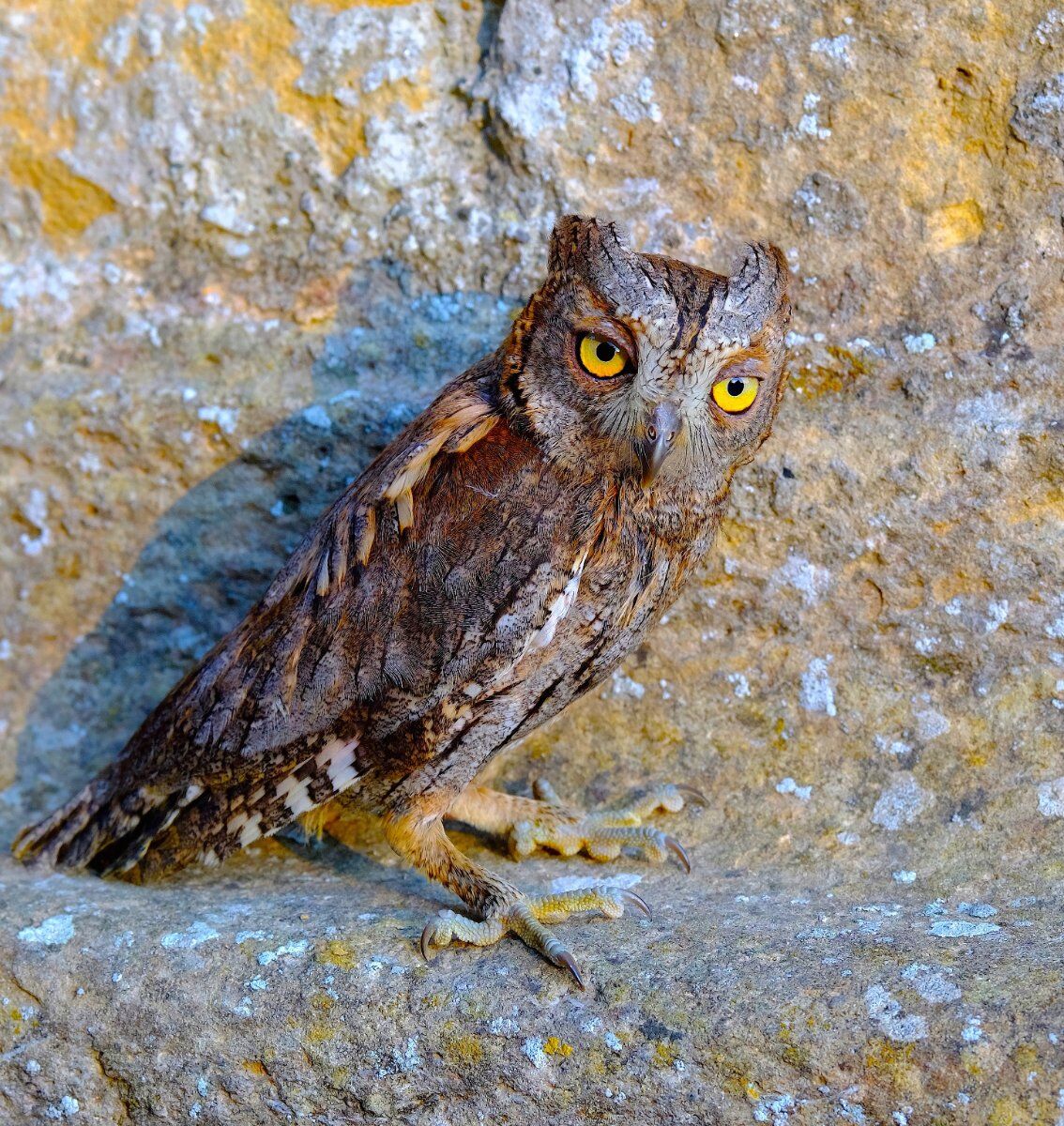 I Rapaci Notturni: come riconoscerli e vederli in natura (Online) I Rapaci Notturni: come riconoscerli e vederli in natura (Online) desktop picture