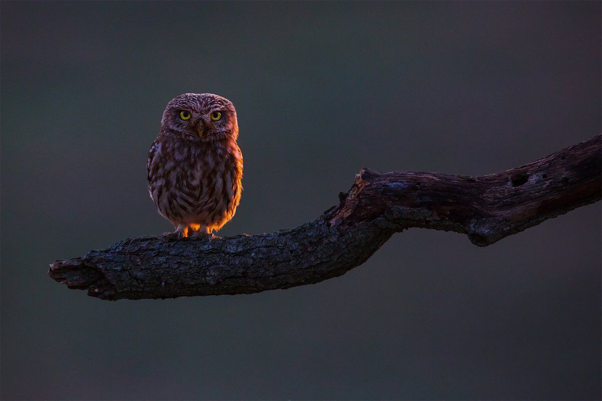 I Rapaci Notturni: come riconoscerli e vederli in natura (Online) I Rapaci Notturni: come riconoscerli e vederli in natura (Online) desktop picture