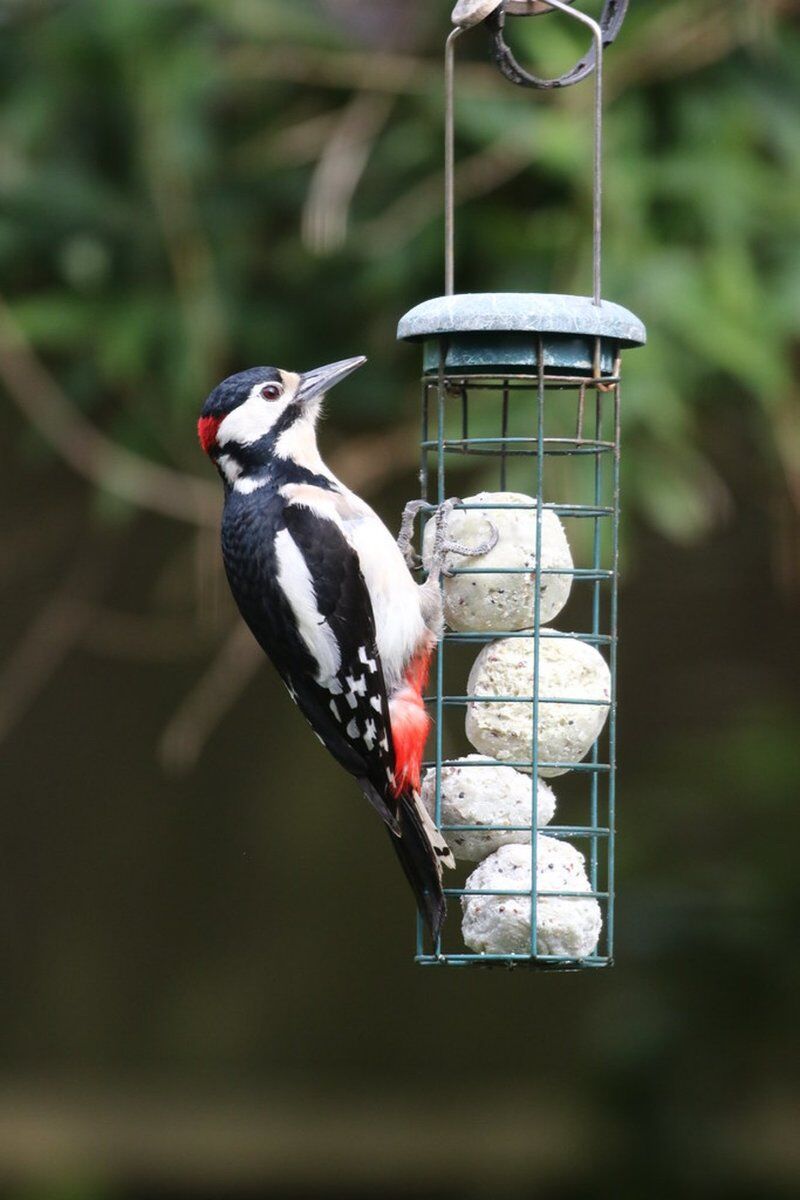 Birdgarden: come attirare gli uccelli nel nostro giardino (Online) Birdgarden: come attirare gli uccelli nel nostro giardino (Online) desktop picture