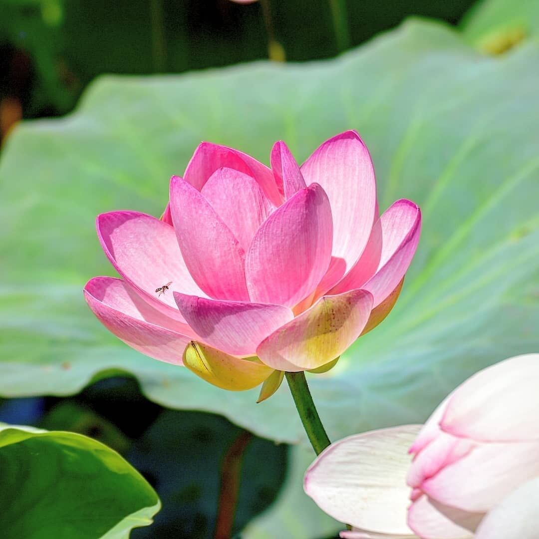 Passeggiata nelle Valli del Mincio per la Fioritura del Loto Passeggiata nelle Valli del Mincio per la Fioritura del Loto desktop picture