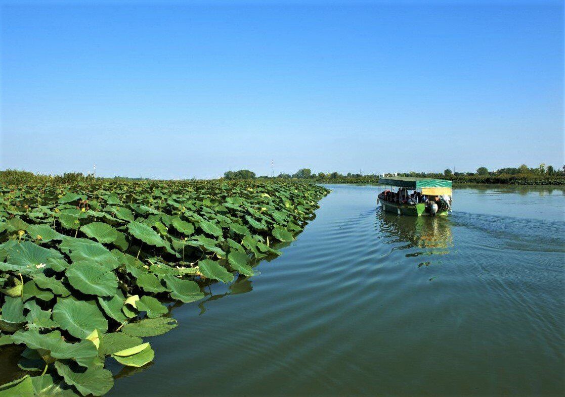 La "Thailandia" a Mantova: Tour in Barca per ammirare i Fiori di Loto desktop picture