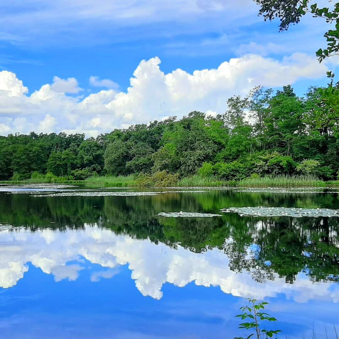 Shinrin-Yoku: Bagno di Bosco nel Parco dei Lagoni desktop picture
