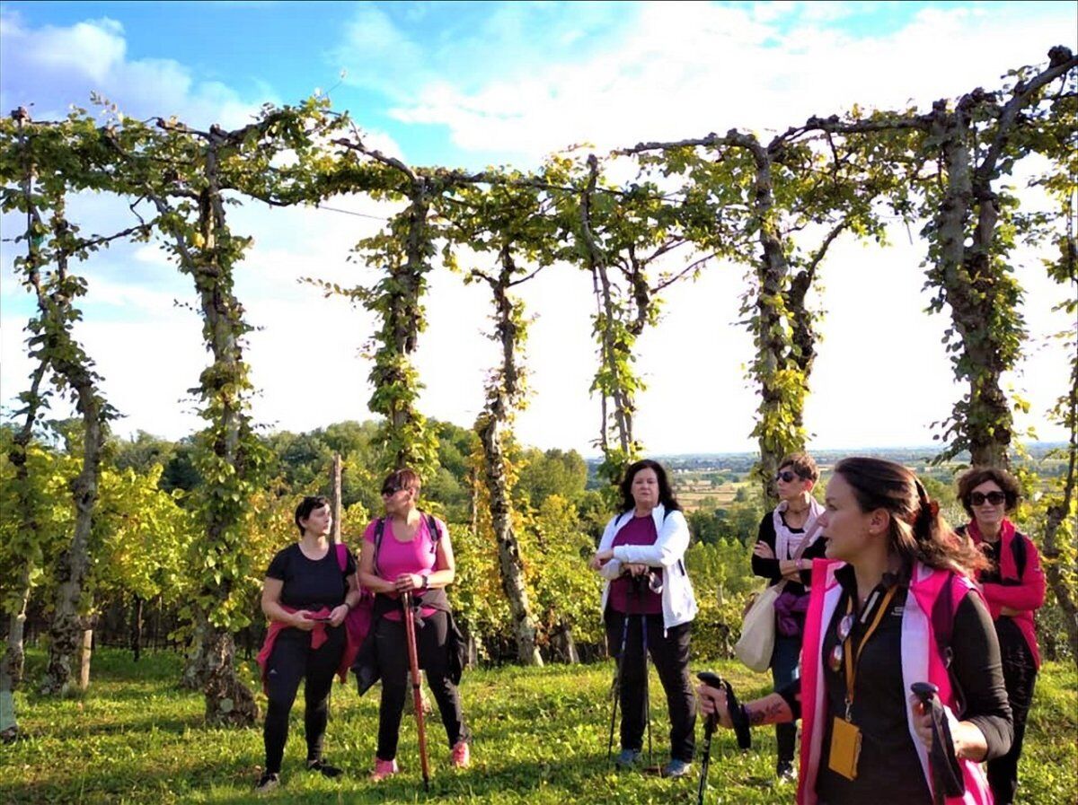 Passeggiata con Degustazione: i vigneti di Savorgnano del Torre desktop picture