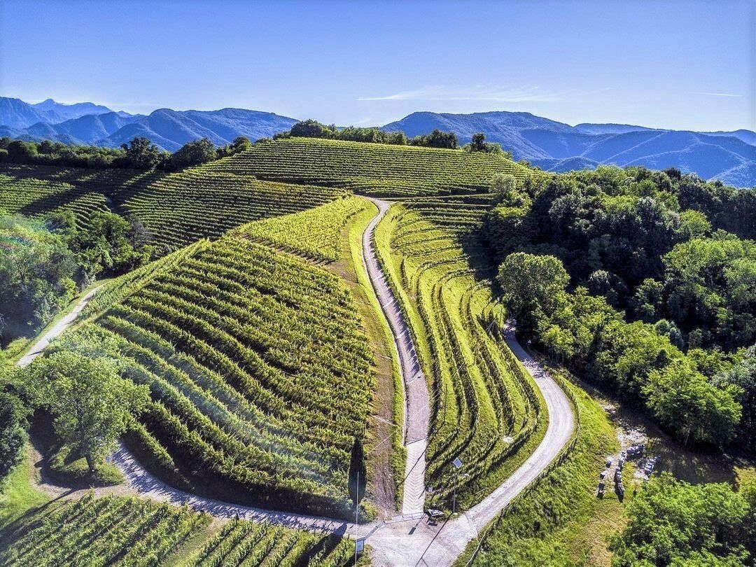 Passeggiata con Degustazione: i vigneti di Savorgnano del Torre desktop picture