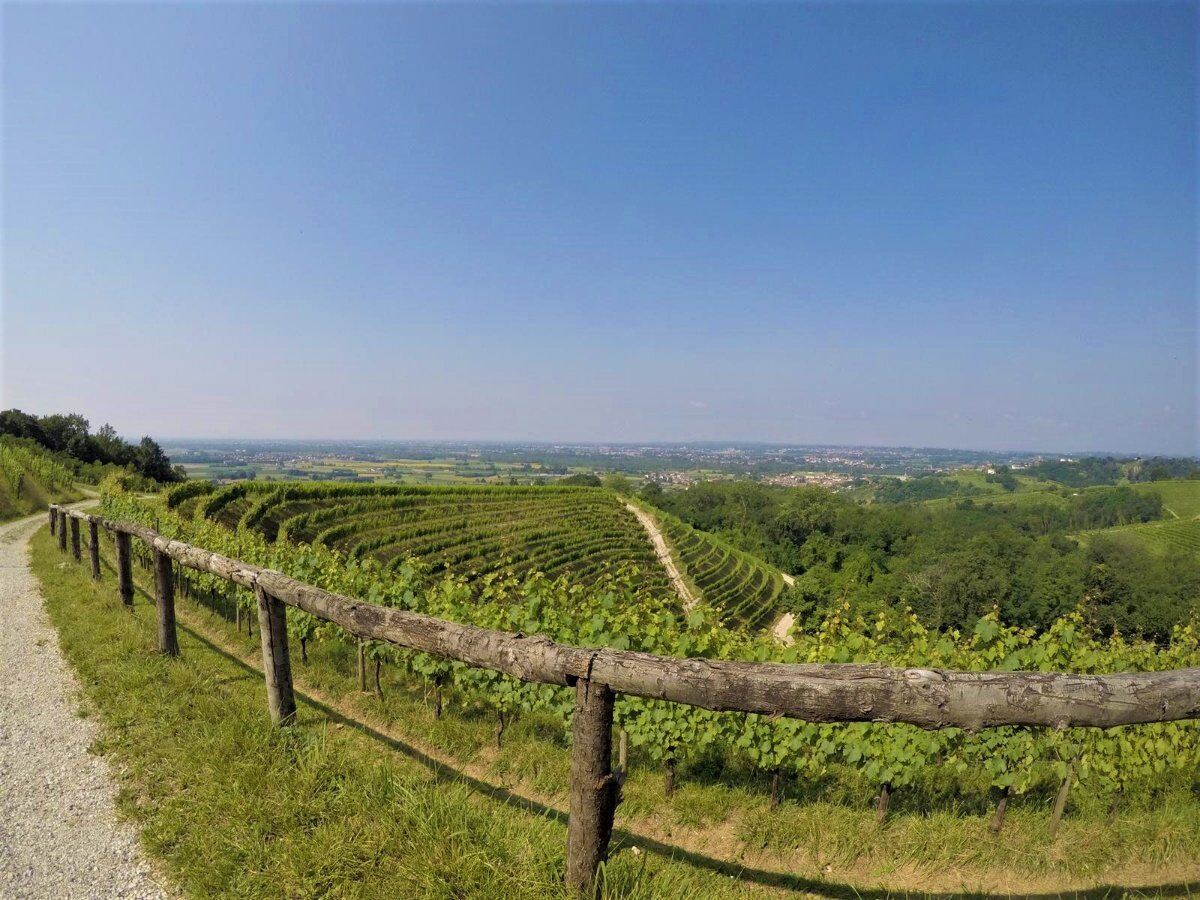 Passeggiata con Degustazione: i vigneti di Savorgnano del Torre desktop picture