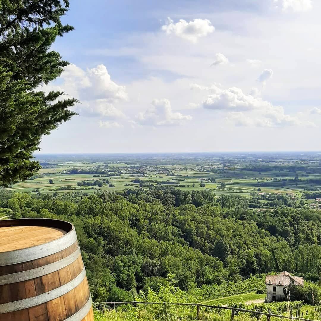Passeggiata con Degustazione: i vigneti di Savorgnano del Torre Passeggiata con Degustazione: i vigneti di Savorgnano del Torre desktop picture