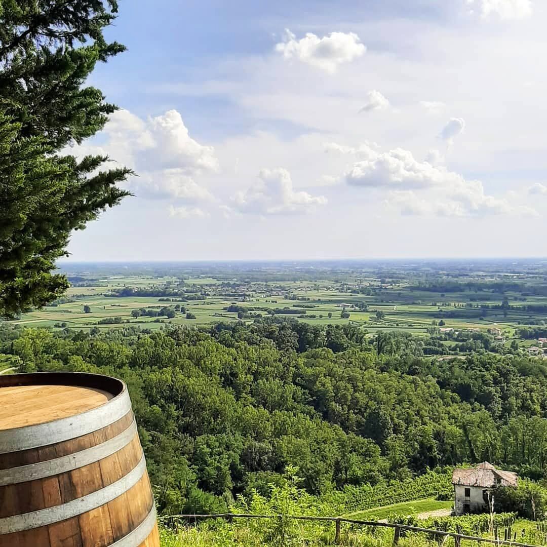 Passeggiata con Degustazione: i vigneti di Savorgnano del Torre desktop picture