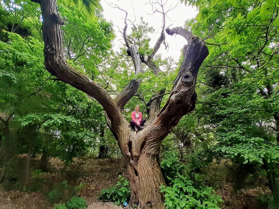 Bagno di Bosco Shinrin-Yoku al Tramonto sul Monte Venda Bagno di Bosco Shinrin-Yoku al Tramonto sul Monte Venda desktop picture