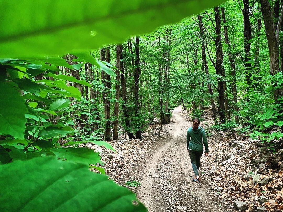 Bagno di Bosco Shinrin-Yoku al Tramonto sul Monte Venda Bagno di Bosco Shinrin-Yoku al Tramonto sul Monte Venda desktop picture