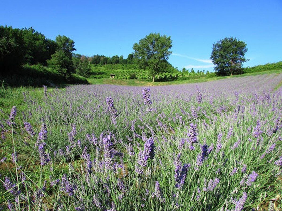 San Lorenzo in Collina: Un’Escursione tra la Lavanda desktop picture