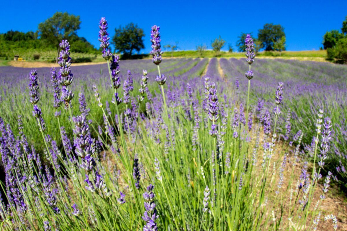 San Lorenzo in Collina: Un’Escursione tra la Lavanda San Lorenzo in Collina: Un’Escursione tra la Lavanda desktop picture