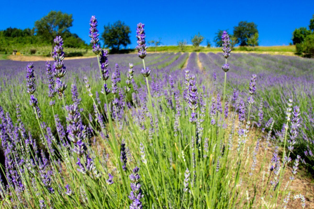 San Lorenzo in Collina: Un’Escursione tra la Lavanda desktop picture