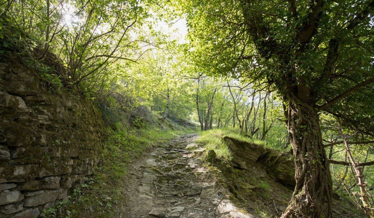 La Diga di Ridracoli: un Trekking nelle Foreste Casentinesi desktop picture