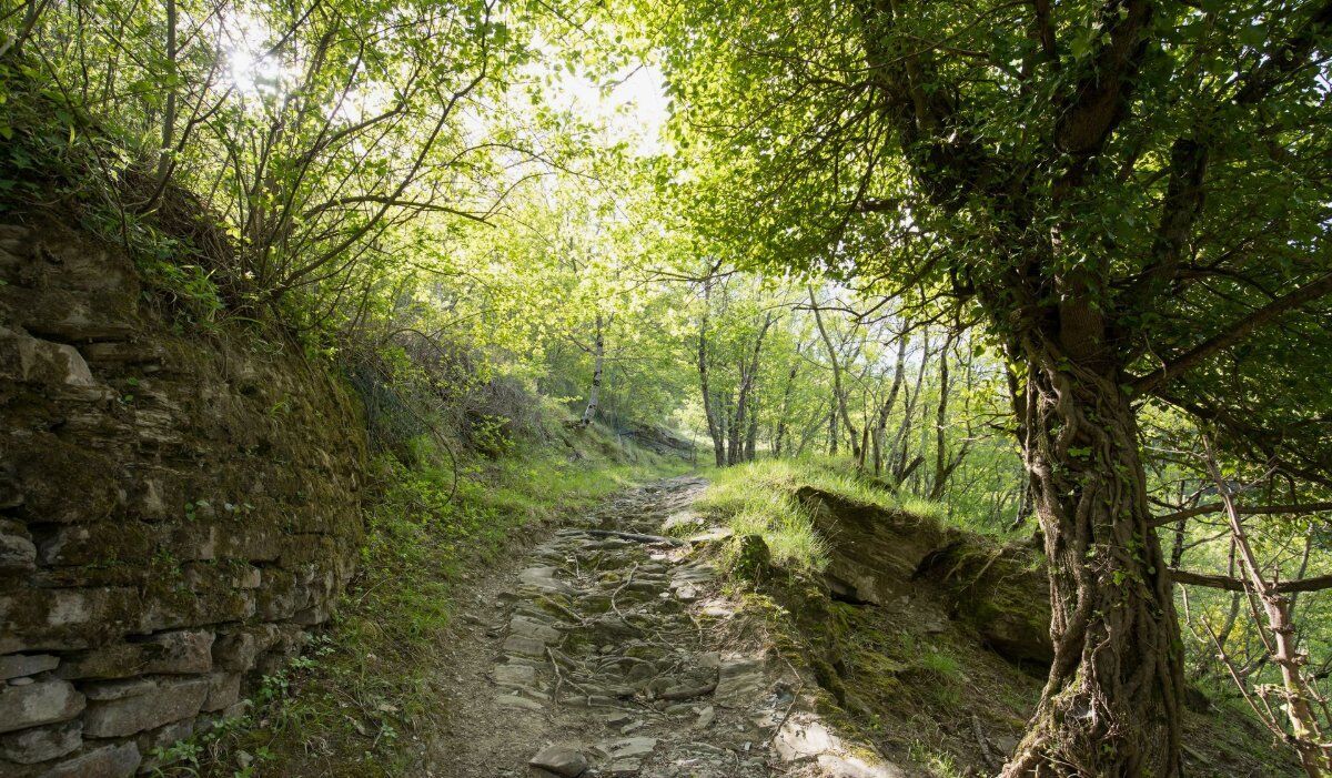 La Diga di Ridracoli: un Trekking nelle Foreste Casentinesi La Diga di Ridracoli: un Trekking nelle Foreste Casentinesi desktop picture