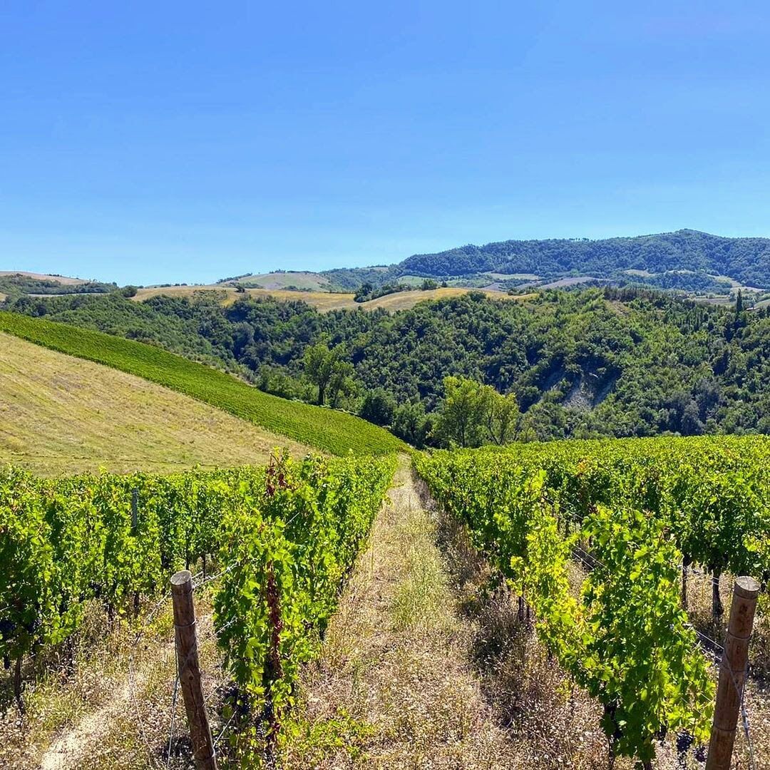 Visita Guidata tra Vigna, Cantina ed Alveari sulle Colline Bolognesi desktop picture