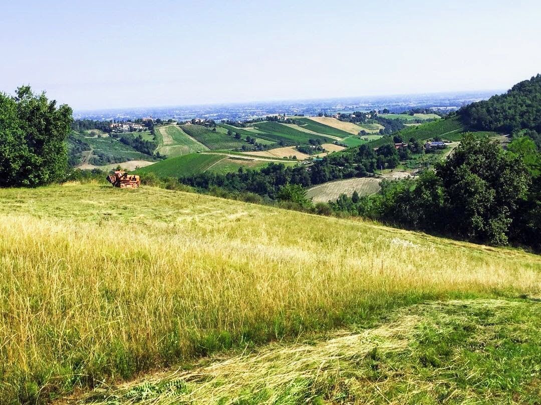 Visita Guidata tra Vigna, Cantina ed Alveari sulle Colline Bolognesi desktop picture