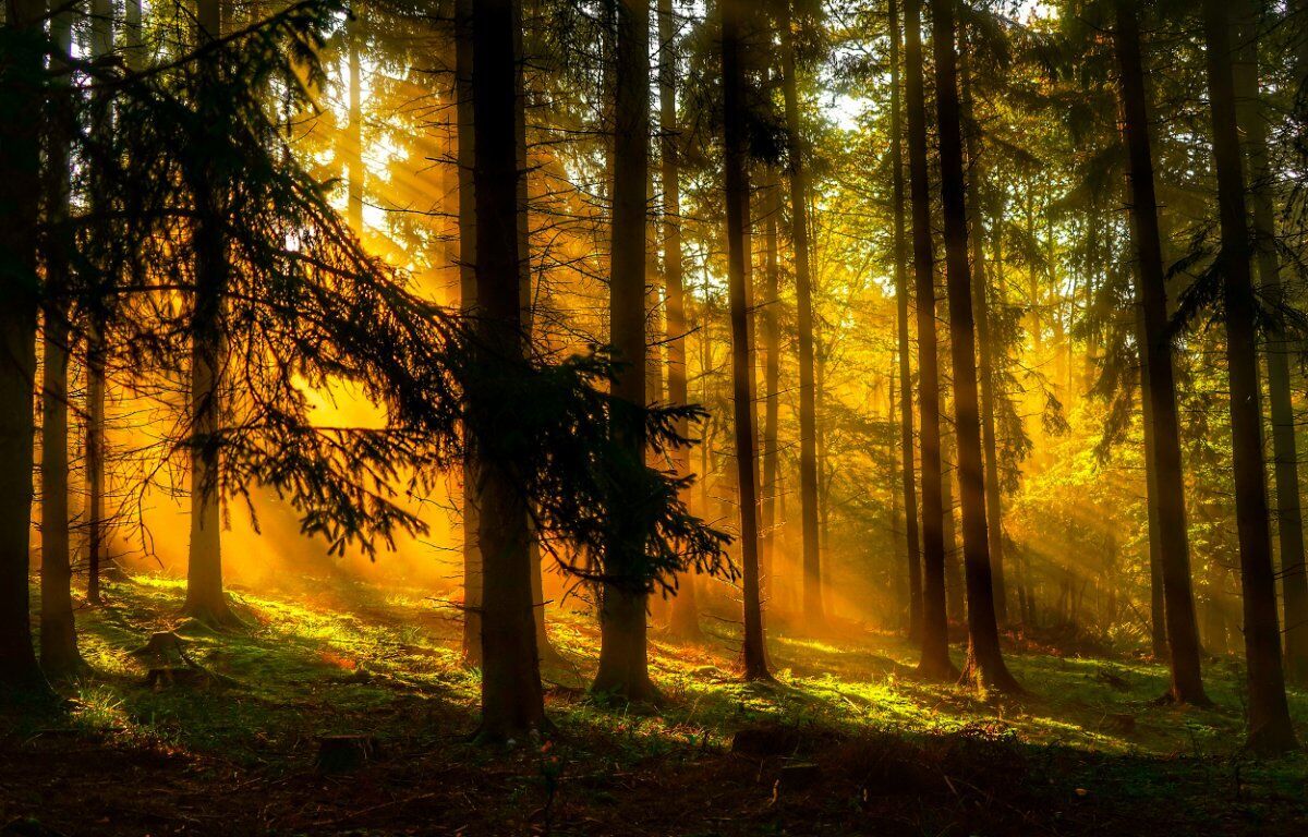 Camminata serale nel Bosco: il Monte Cuneo Camminata serale nel Bosco: il Monte Cuneo desktop picture