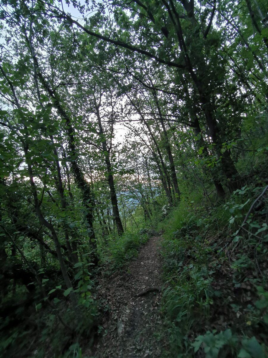 Camminata serale nel Bosco: il Monte Cuneo desktop picture