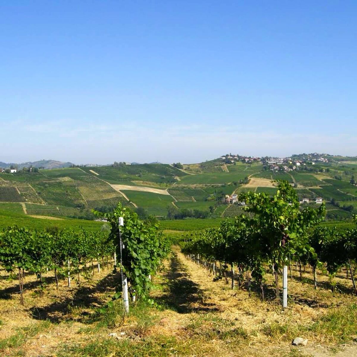 Degustazione al Tramonto tra i Filari Degustazione al Tramonto tra i Filari desktop picture