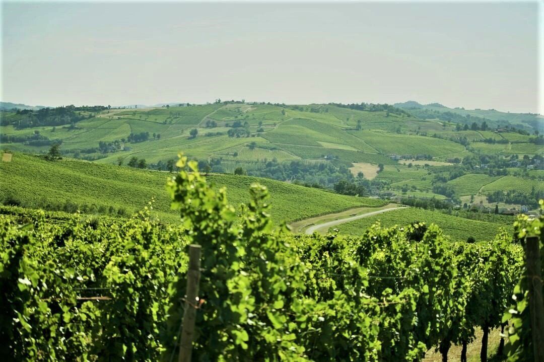 Camminata sulle Orme di San Colombano con Pranzo in Cantina desktop picture