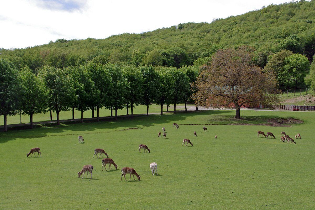 Il Parco del Monte Fuso: un Percorso tra Cervi e Daini desktop picture