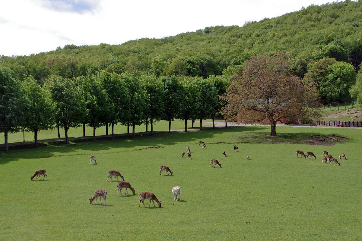 Il Parco del Monte Fuso: un Percorso tra Cervi e Daini Il Parco del Monte Fuso: un Percorso tra Cervi e Daini desktop picture