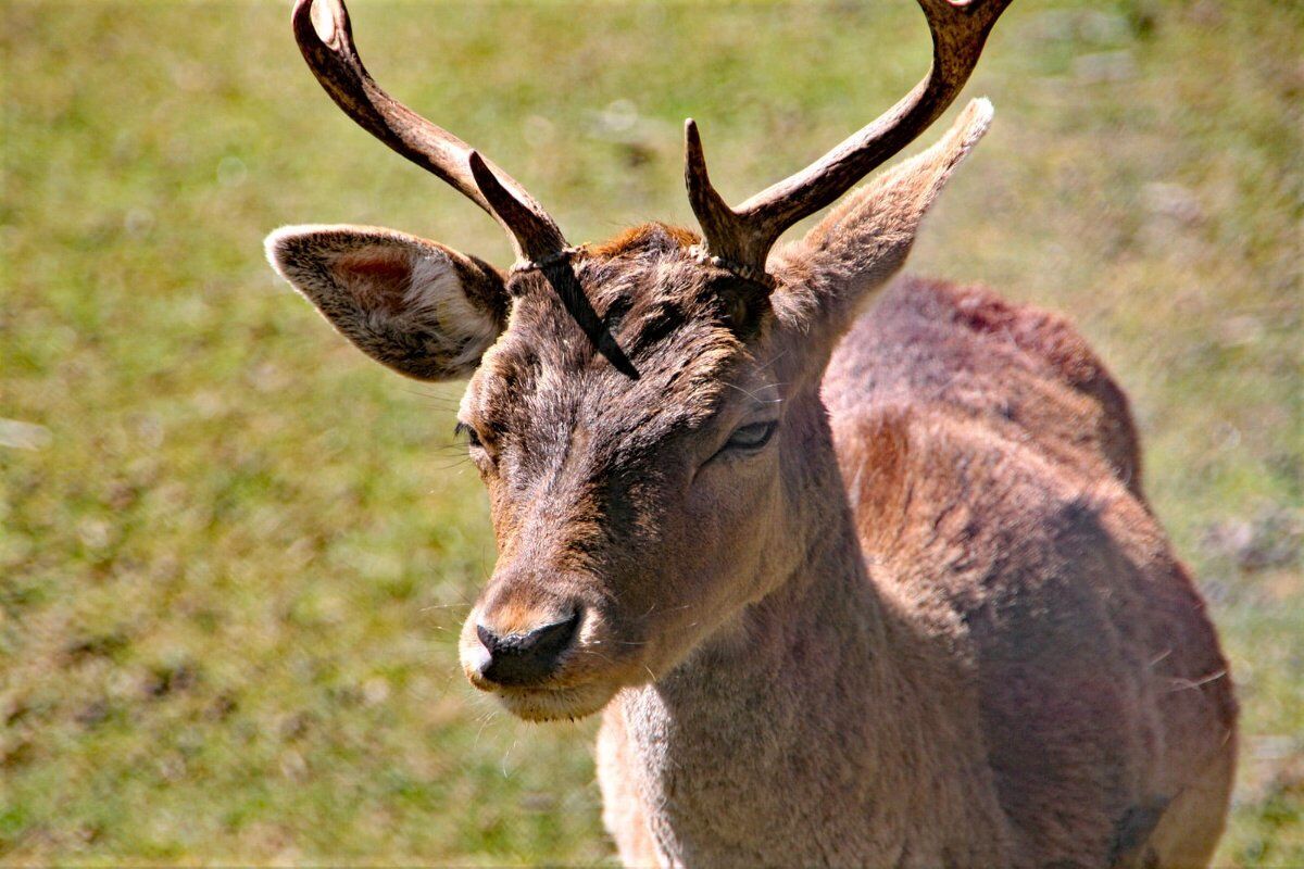 Il Parco del Monte Fuso: un Percorso tra Cervi e Daini desktop picture