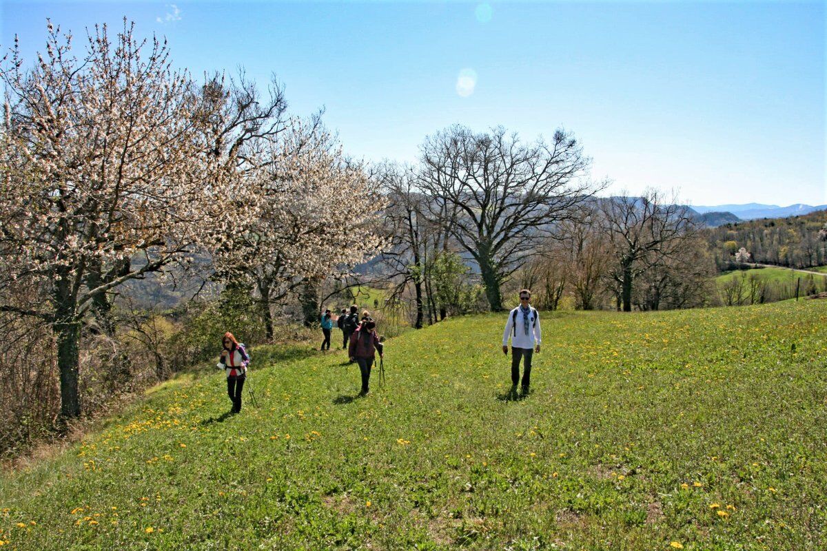Il Parco del Monte Fuso: un Percorso tra Cervi e Daini Il Parco del Monte Fuso: un Percorso tra Cervi e Daini desktop picture