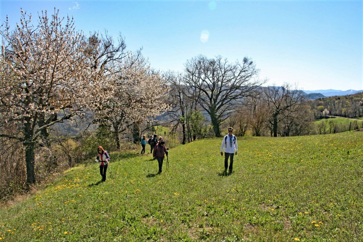 Il Parco del Monte Fuso: un Percorso tra Cervi e Daini desktop picture