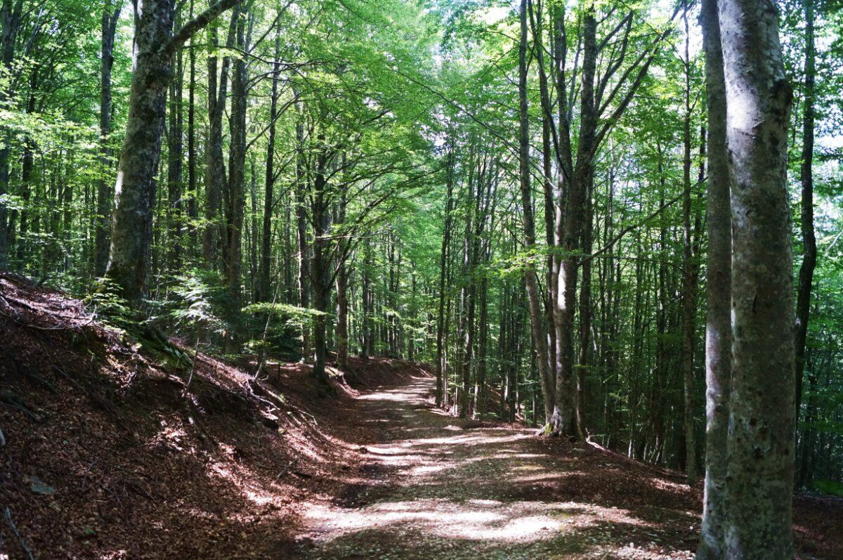 La Magia di Vallombrosa: Una Camminata tra ruscelli e faggi La Magia di Vallombrosa: Una Camminata tra ruscelli e faggi desktop picture