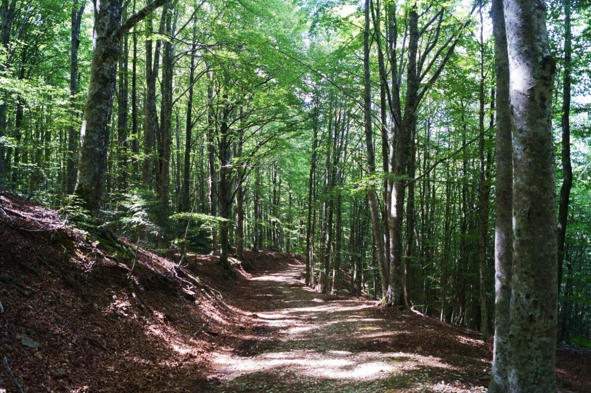 La Magia di Vallombrosa: Una Camminata tra ruscelli e faggi desktop picture