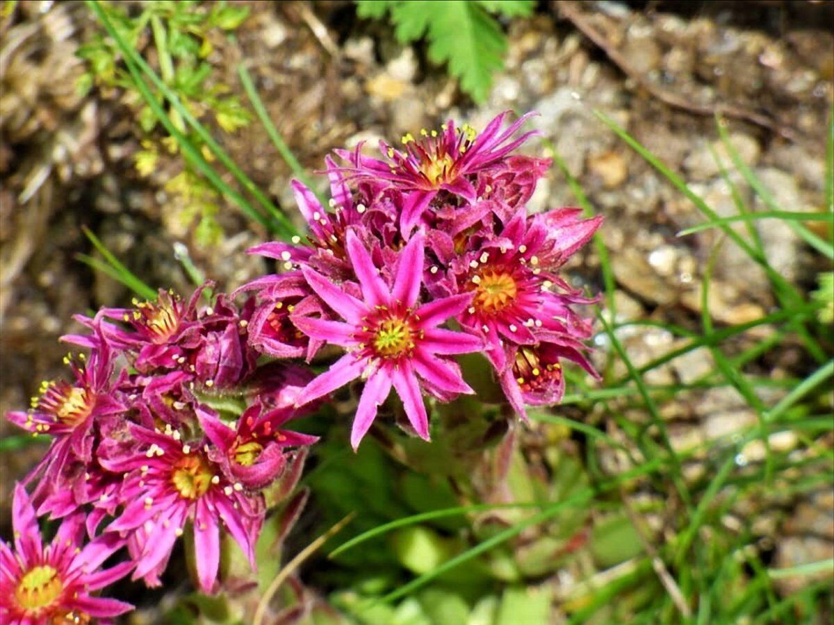 Lungo il Sentiero dei Fiori: L'Alpe Veglia desktop picture