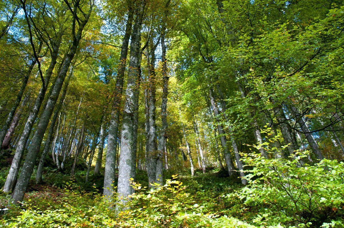 Bagno di Bosco nell'Alto Vergante tra Luce e Buio Bagno di Bosco nell'Alto Vergante tra Luce e Buio desktop picture