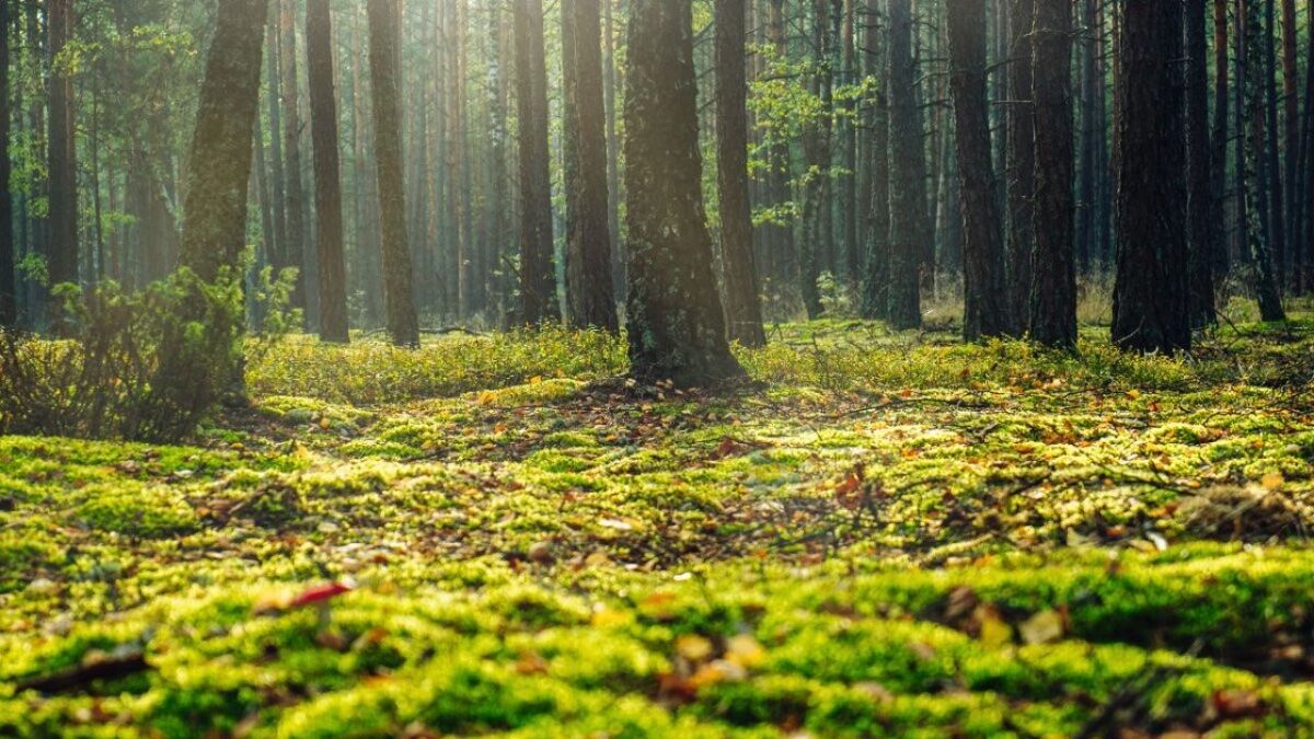 Bagno di Bosco nell'Alto Vergante tra Luce e Buio Bagno di Bosco nell'Alto Vergante tra Luce e Buio desktop picture