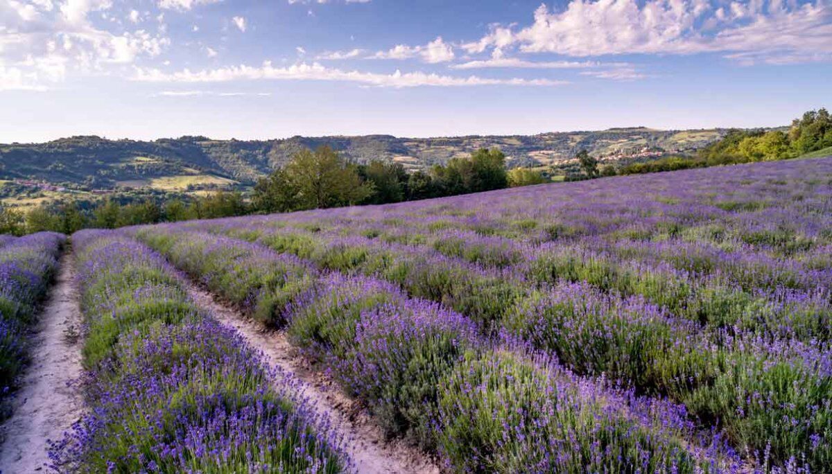 Passeggiata Panoramica dalla Torre al Torrente: La Natura della Valle dell'Erro desktop picture