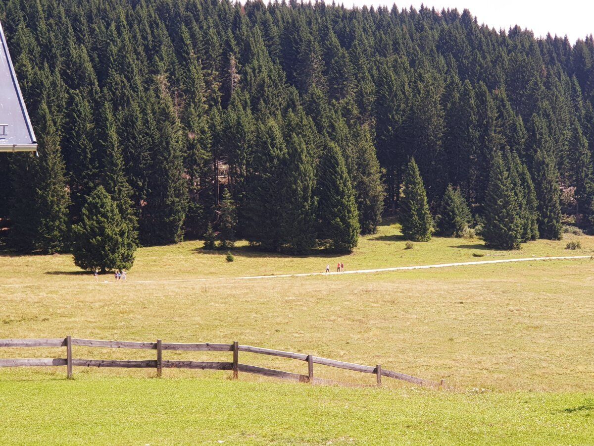 Bagno di Bosco Shinrin-Yoku in Alpe Cimbra desktop picture