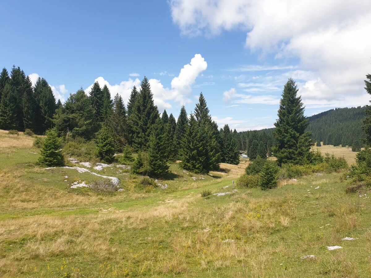 Bagno di Bosco Shinrin-Yoku in Alpe Cimbra desktop picture