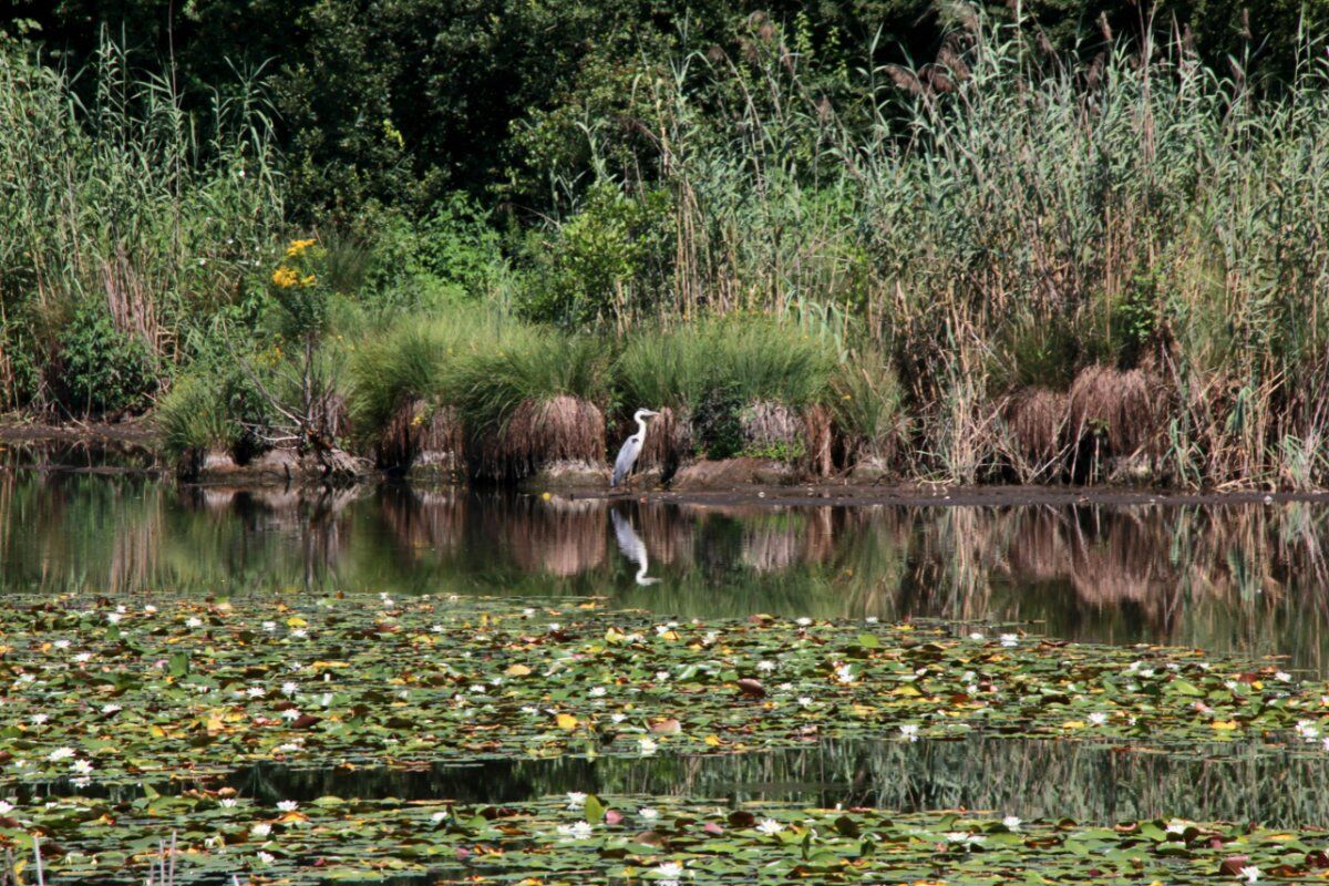 Bagno di Bosco: Shinrin-Yoku al Parco dei Lagoni di Mercurago desktop picture