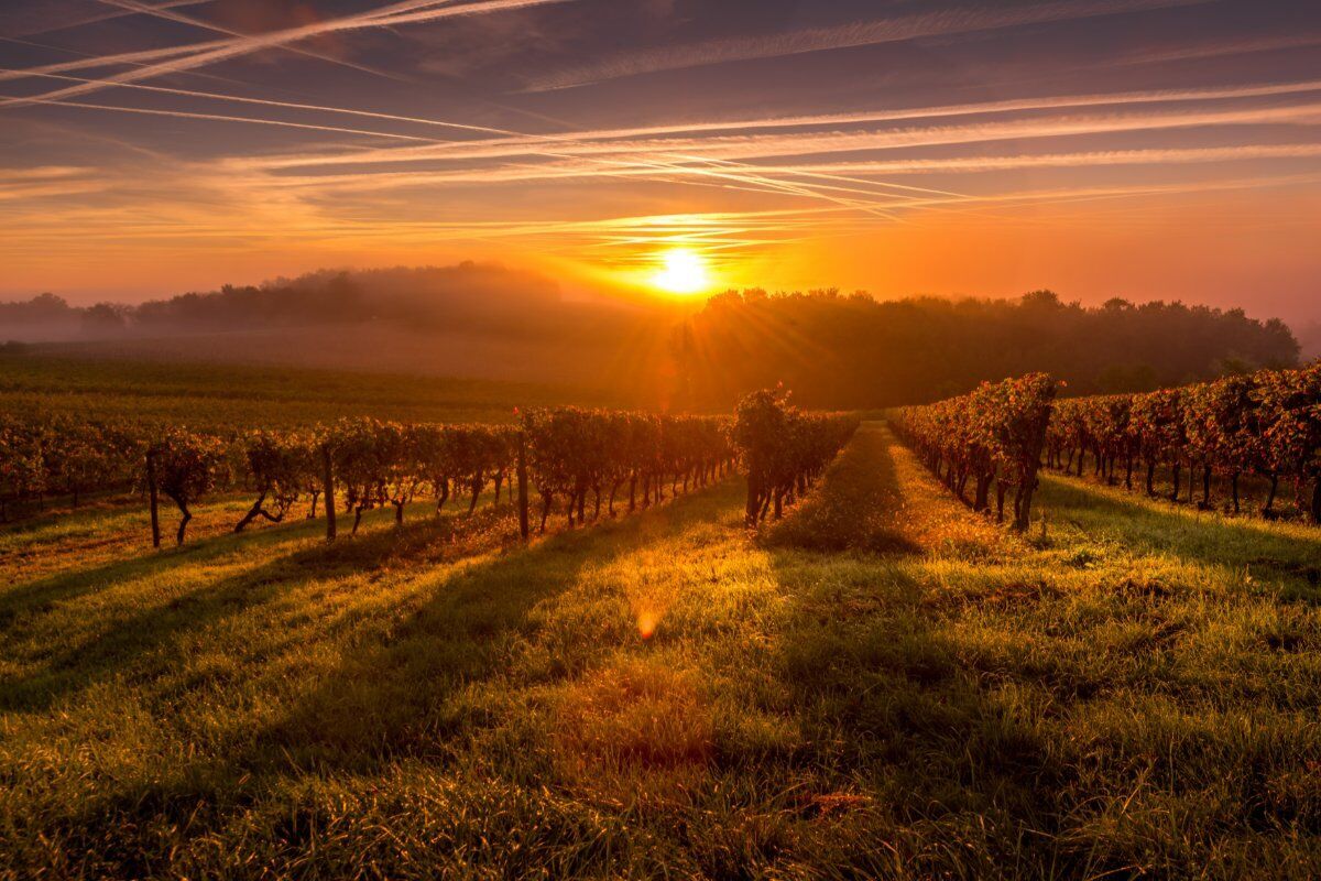 ⭐️Notte di San Lorenzo: Passeggiata e Cena Sotto le Stelle del Monferrato⭐️ ⭐️Notte di San Lorenzo: Passeggiata e Cena Sotto le Stelle del Monferrato⭐️ desktop picture