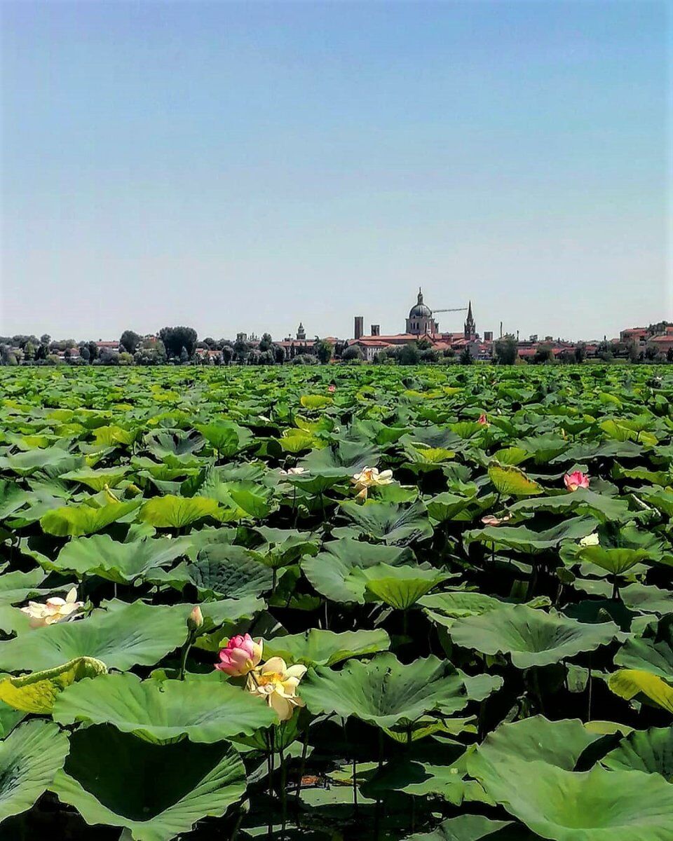 Passeggiata lungo il Lago Superiore di Mantova Passeggiata lungo il Lago Superiore di Mantova desktop picture